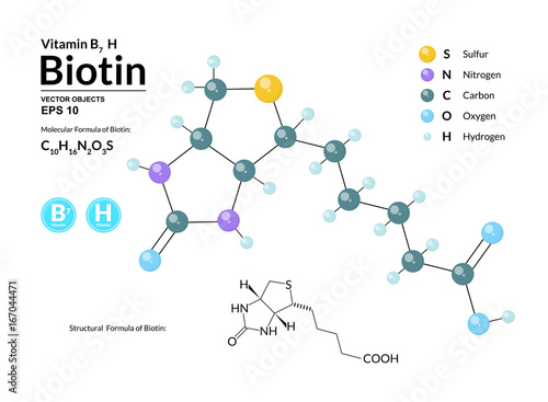 Structural chemical molecular formula and model of Biotin. Atoms are represented as spheres with color coding isolated on background. 2d, 3d visualization and skeletal formula. Vector illustration