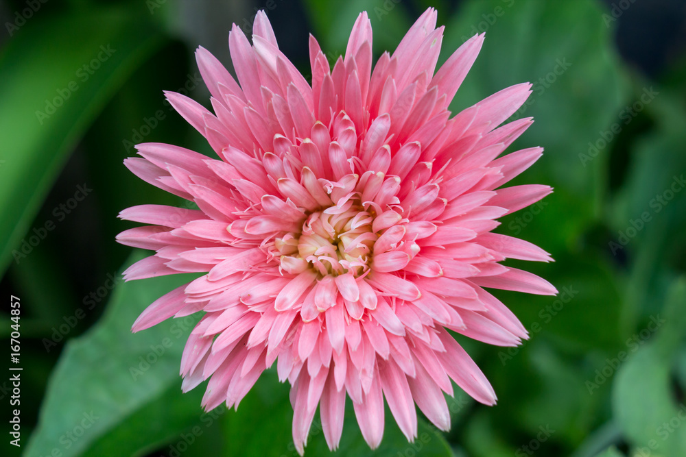 Pink flower of gerbera plant close up pink beautiful flower and popular in the home front view and blur green leave background. Pink flower of gerbera plant close up pink beautiful flower and popular in the home front view and blur green leave background.