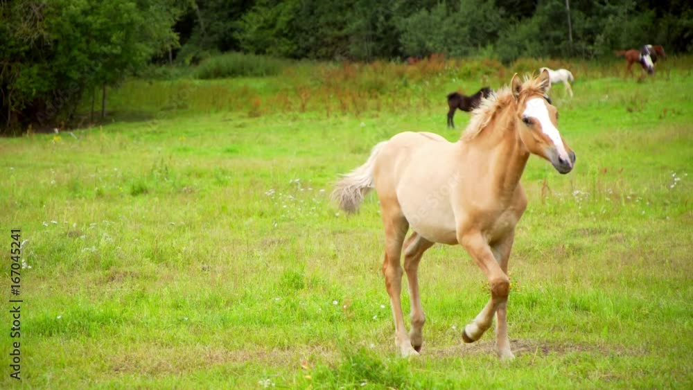 Beautiful horses grazing in the meadow. Beautiful horses grazing in the meadow.