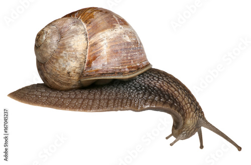 Garden snail isolated on white background. Helix pomatia snail looks down. photo