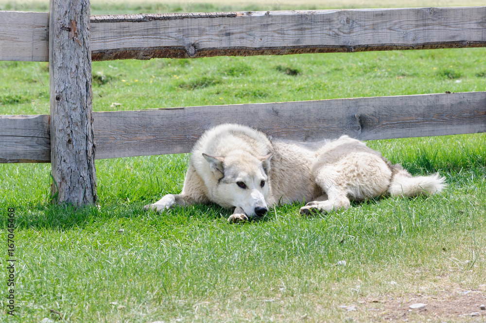 Obraz premium Alert dog on guard in rural region in Altai
