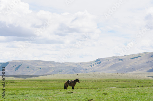 A horse on the grass standing
