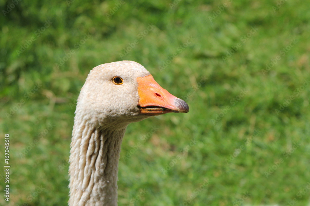 Close up portrait of a West of England Gander (male goose) Close up portrait of a West of England Gander (male goose)