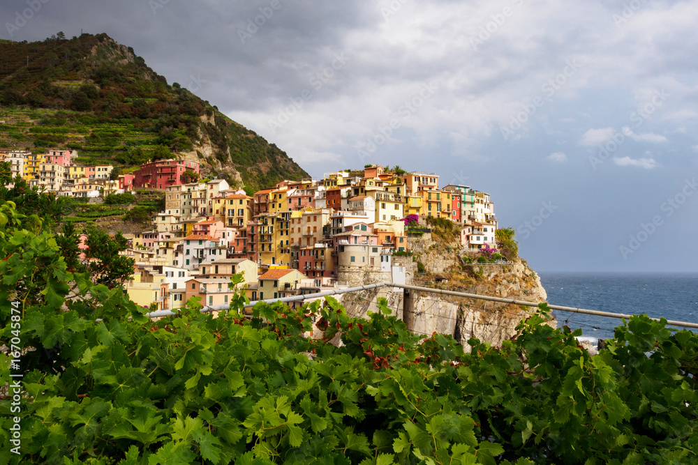 Manarola village in Cinque Terre with vineyard in foreground