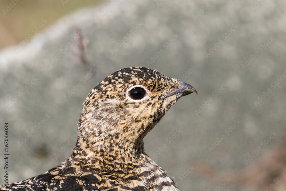 Obraz premium Svalbard Rock ptarmigan, female with summer plumage, Svalbard, close up