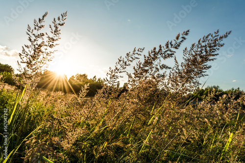 Long summer dry grass against a sunset. photo