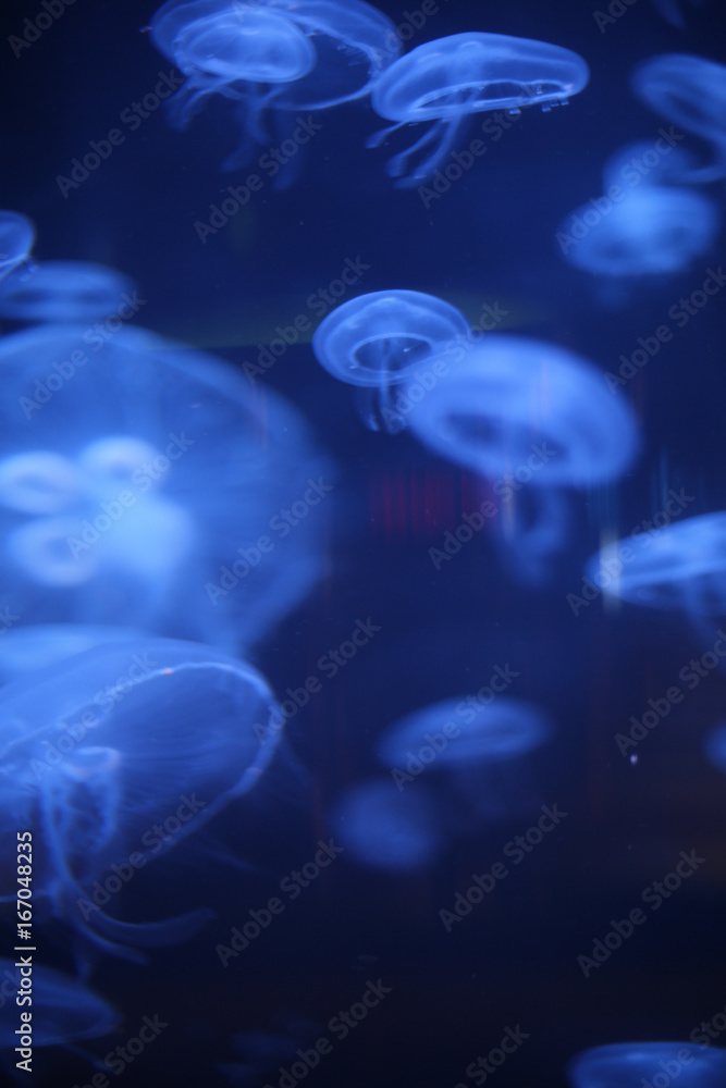 Obraz premium Jellyfish Glowing in Black Light