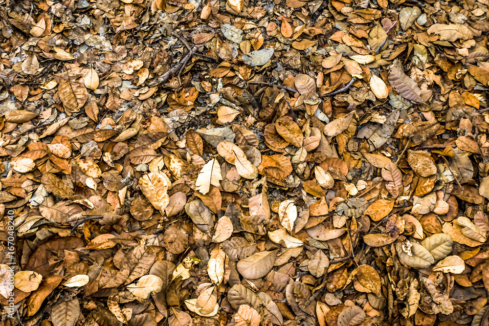 Many dried yellow leaves
