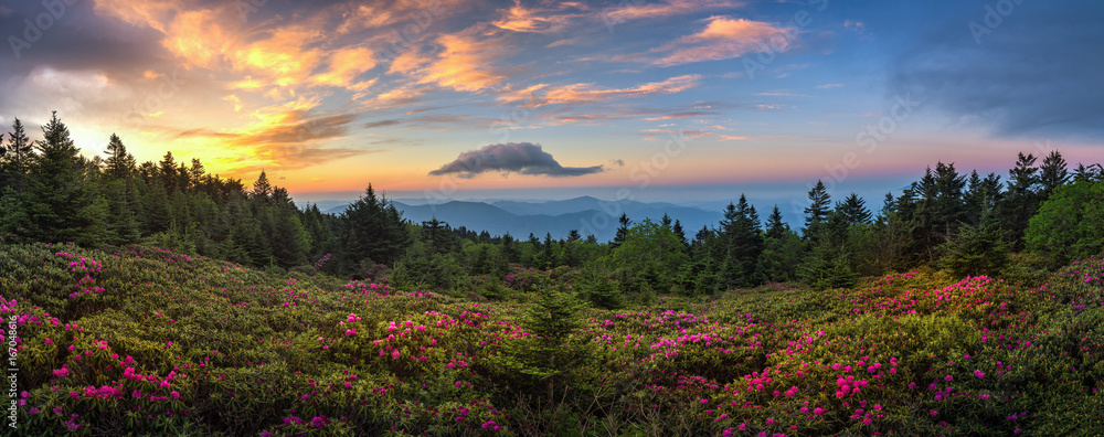 rhododendron field at sunrise, roan mountain state park, tennessee - obrazy, fototapety, plakaty 