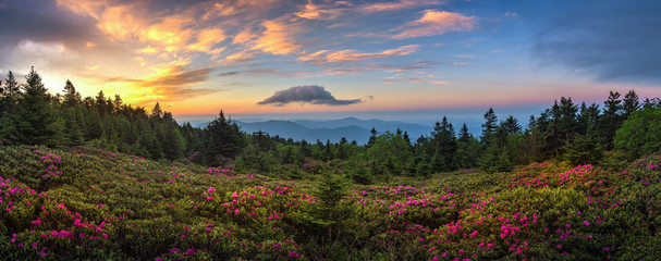 rhododendron field at sunrise, roan mountain state park, tennessee
