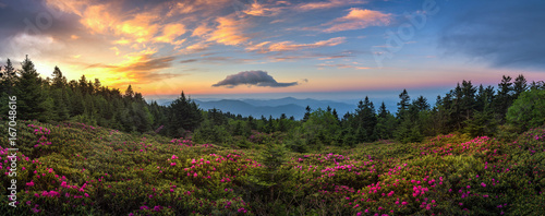 rhododendron field at sunrise, roan mountain state park, tennessee photo