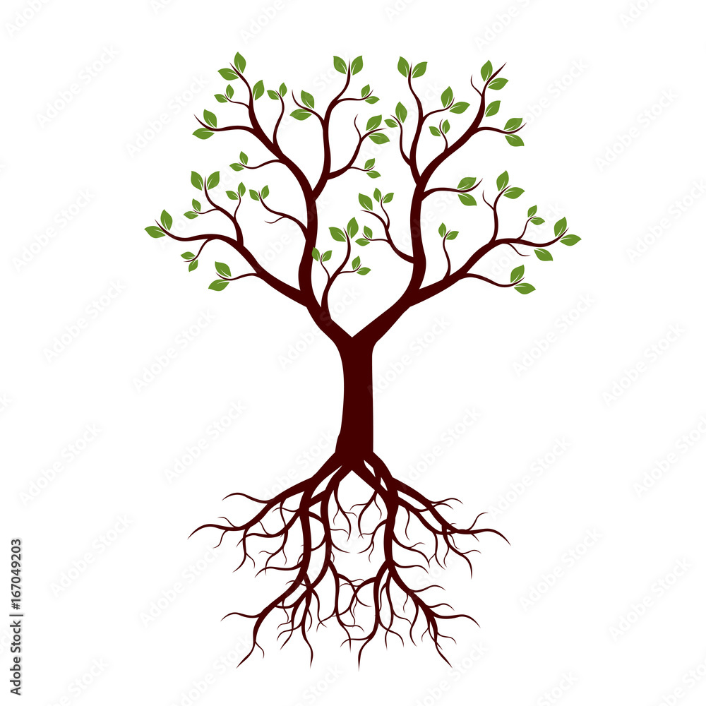 Obraz premium Color Tree with Roots. Vector Illustration.
