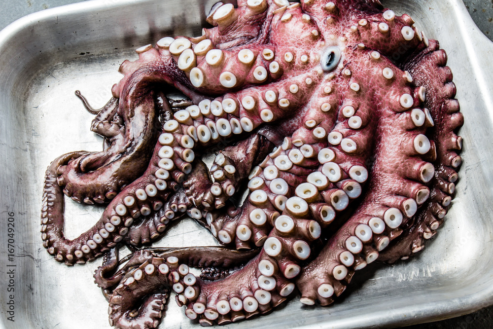 Seafood octopus. Whole fresh raw octopus on gray slate background, top view Seafood octopus. Whole fresh raw octopus on gray slate background, top view