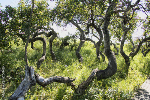 Spooky gnarled aspen grove in Crooked Tree Forest on the Trans-Canada Trail near Hafford  Saskatchewan  Canada.