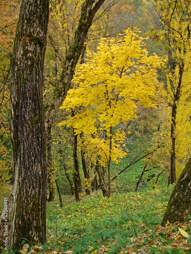 Autumn forest landscape