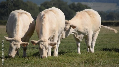 Vaches Charolaises en train de brouter