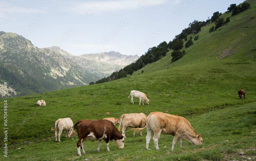 Vache vallée de l'Oule France