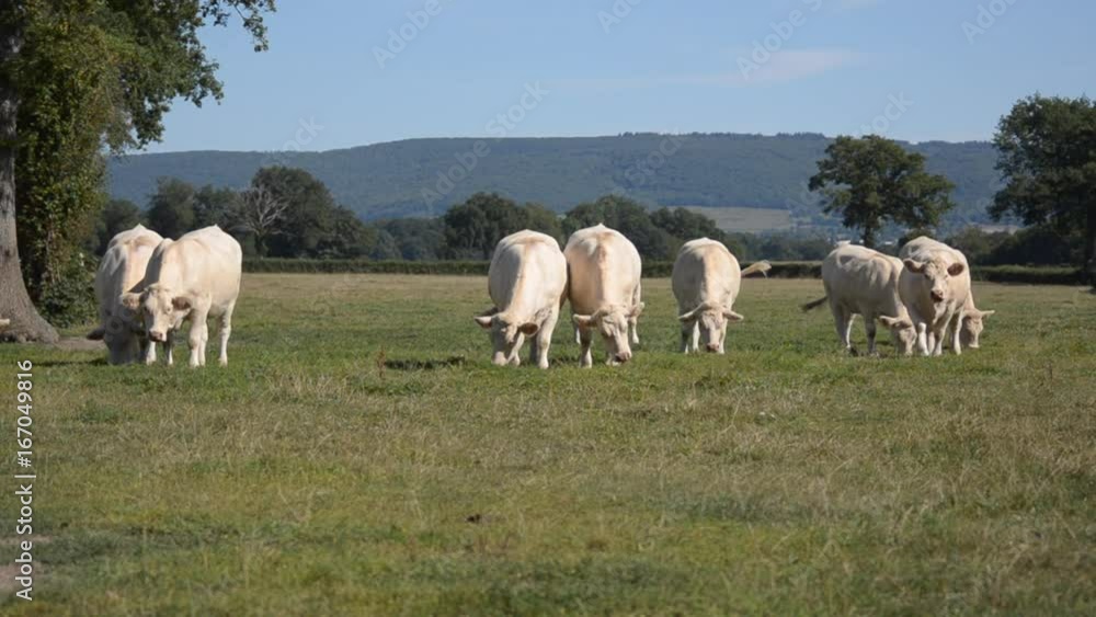 Troupeau de vaches charolaises Troupeau de vaches charolaises