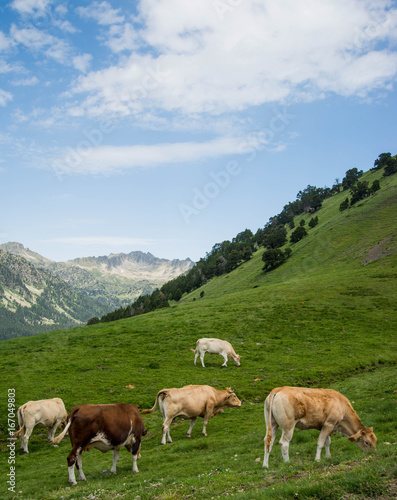 Vache vallée de l'Oule France