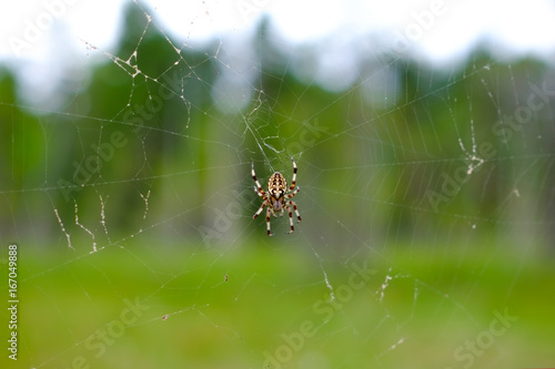 Spider on a web in the forest closeup