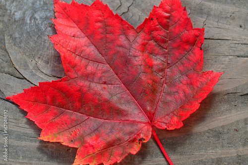 Slika na platnu red leaf