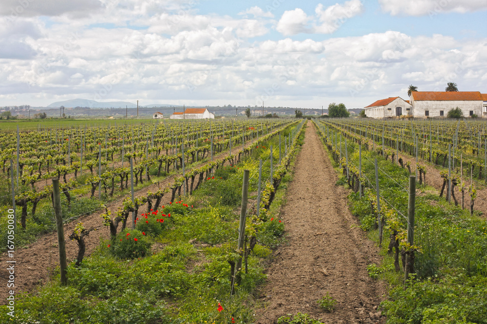 Vineyard and agricultural fields