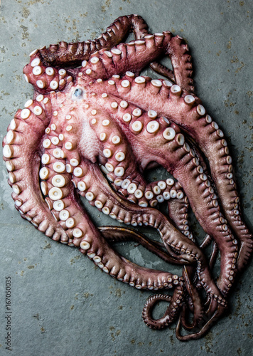 Seafood octopus. Whole fresh raw octopus on gray slate background, top view