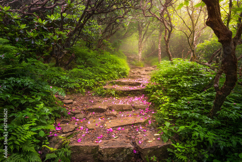 spent rhododendron blooms line the trail, blue ridge mountains, north carolina Fototapet