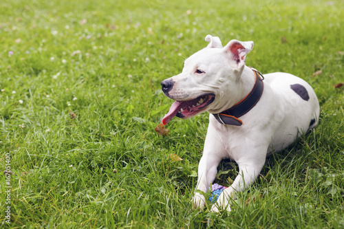 White american staffordshire terrier, lying in the grass, with her toy near. Two years old female dog. Outdoors.