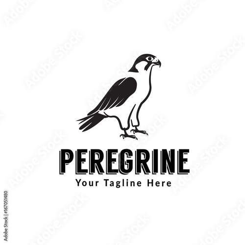 peregrine bird