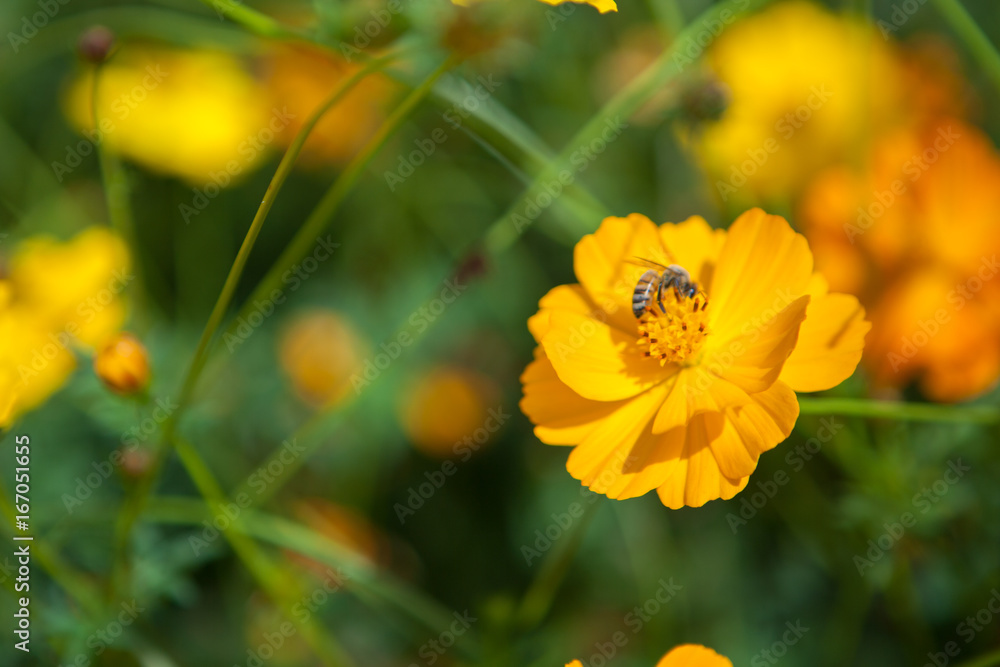 A bee in the flowers in the garden. A bee in the flowers in the garden.