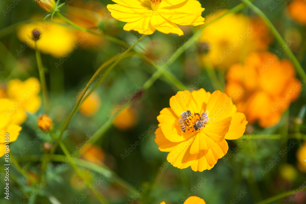 A bee in the flowers in the garden. A bee in the flowers in the garden.