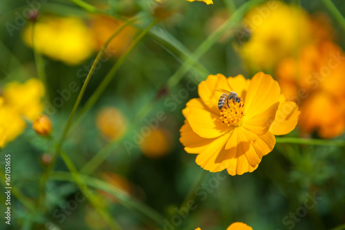A bee in the flowers in the garden. © nattawat