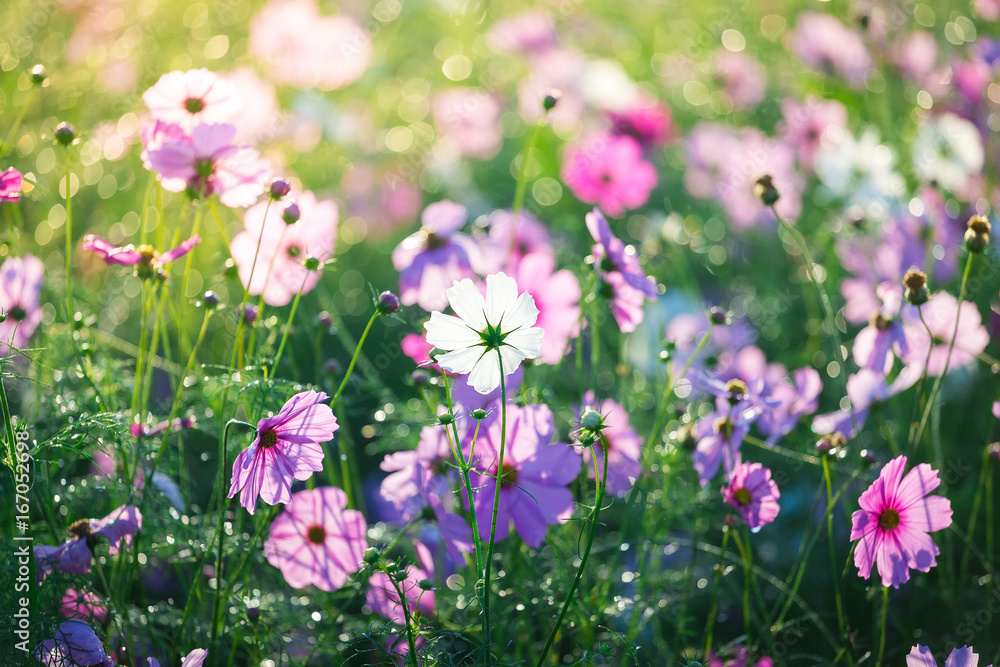 cosmos flowers in the garden