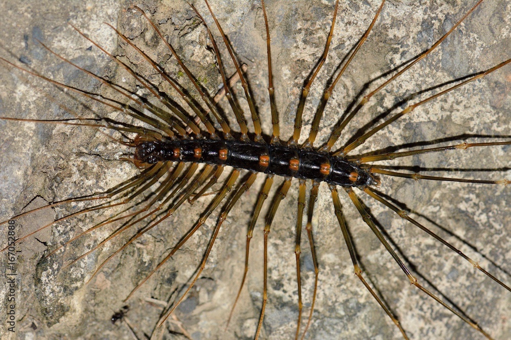 Wall string insect (Scutigera coleoptrata)