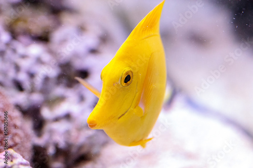 Valokuva Yellow tang fish, Zebrasoma flavenscens