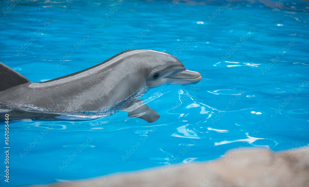 Fototapeta premium Baby Dolphin