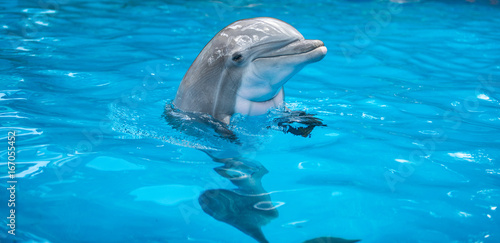 Slika na platnu Baby Dolphin