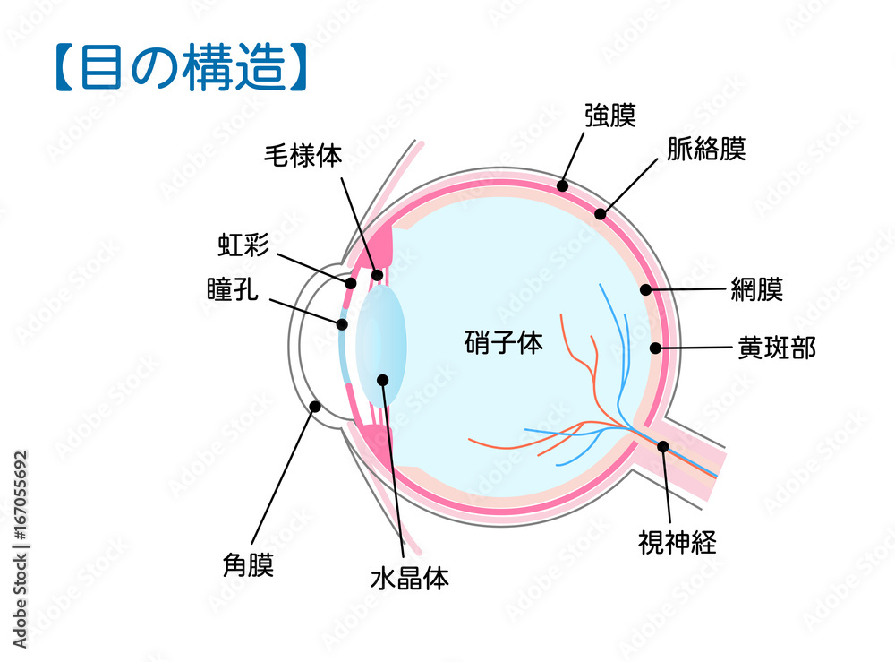 目 眼球 の構造図解ベクターイラスト Stock ベクター Adobe Stock 目 眼球 の構造図解ベクターイラスト Stock ベクター Adobe Stock