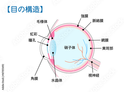 目 眼球 の構造図解ベクターイラスト Stock Vector Adobe Stock 目 眼球 の構造図解ベクターイラスト Stock Vector Adobe Stock