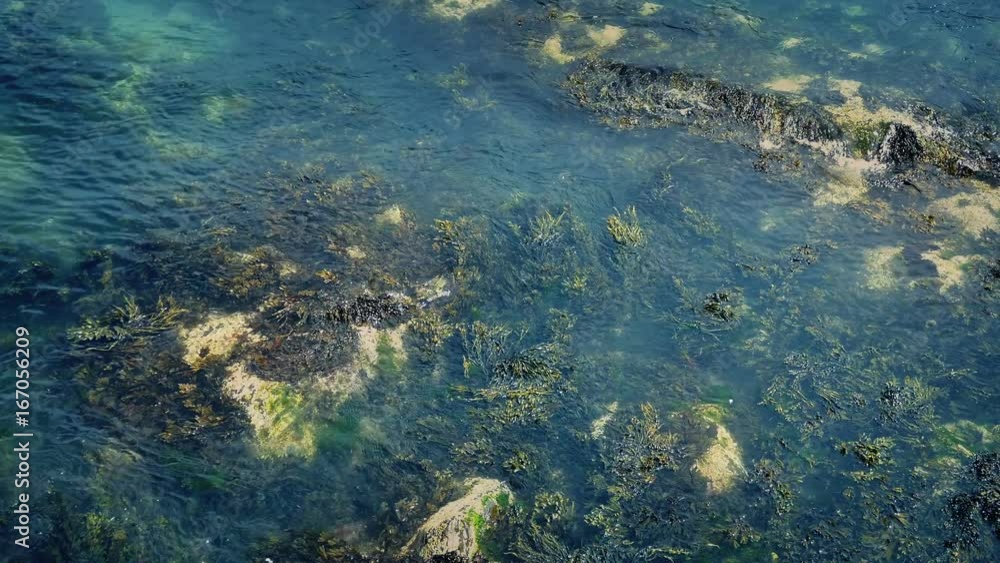 Seaweed Moving Around In The Sea Seaweed Moving Around In The Sea