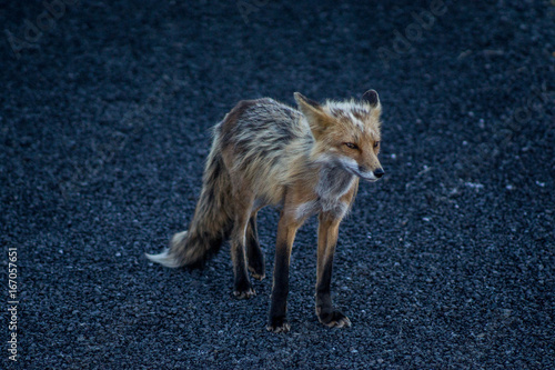 Fox in Wind