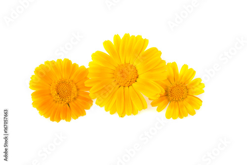 Marigold on white background