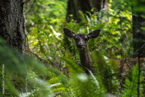 Forest Dweller