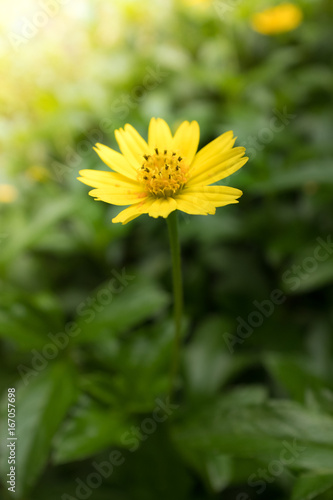 Wild Yellow Flowers Shining by the Sun
