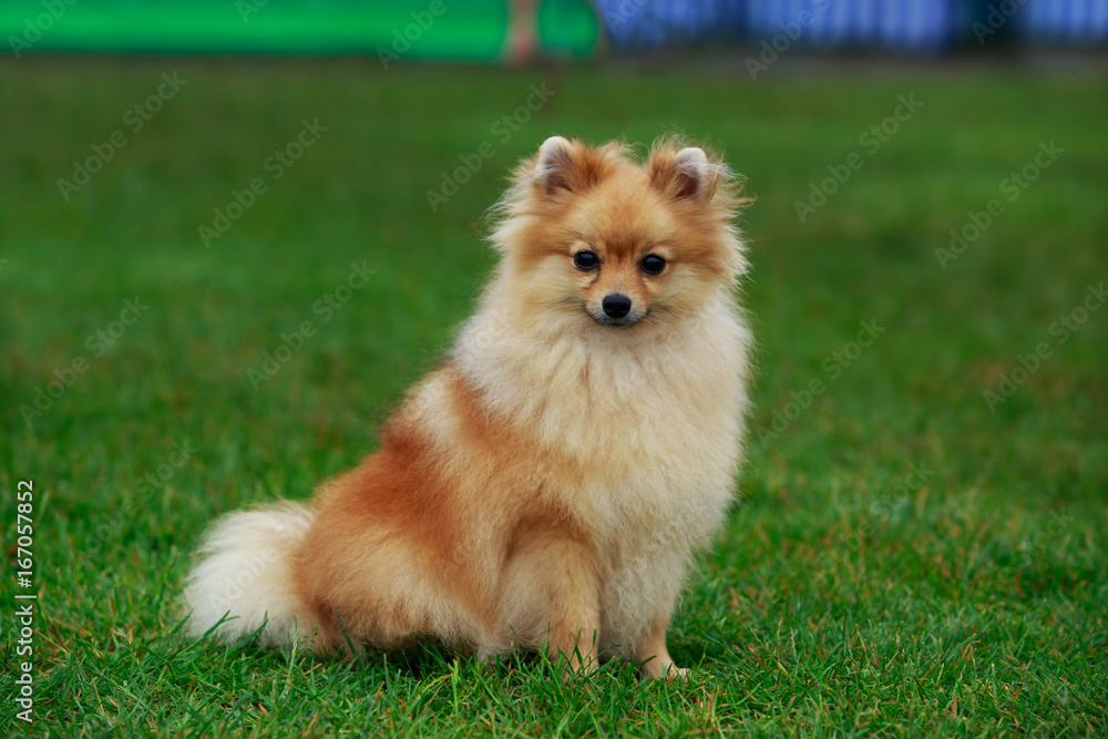 the dog breed pomeranian spitz
