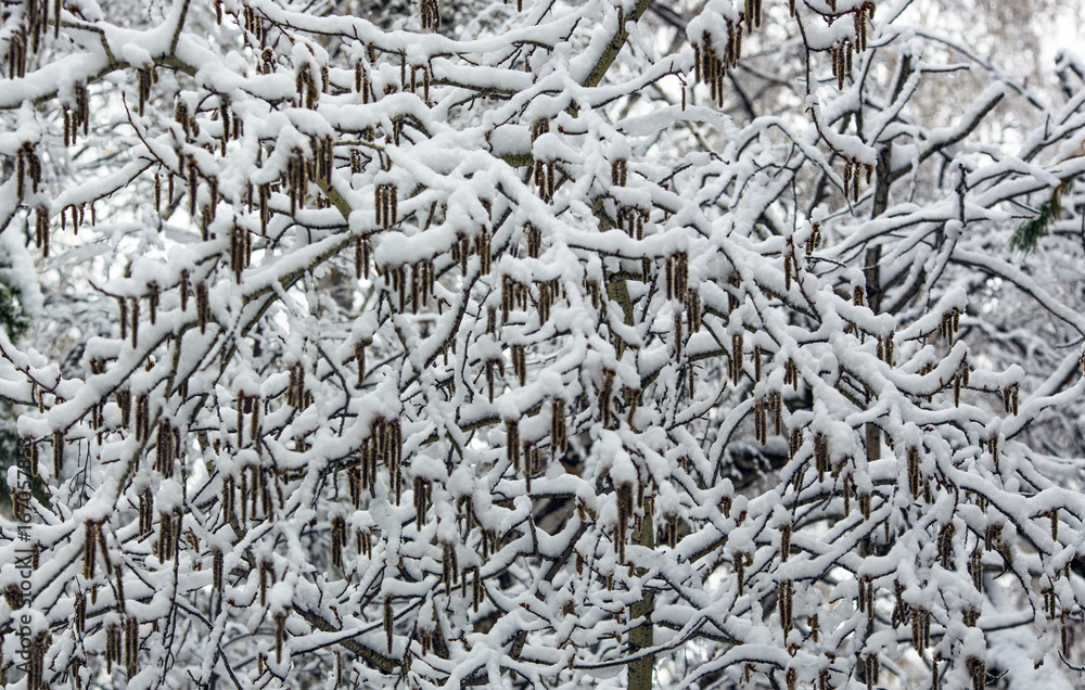 Arrival of winter. snow . On the snow-snow drifts of snow. Arrival of winter. snow . On the snow-snow drifts of snow.
