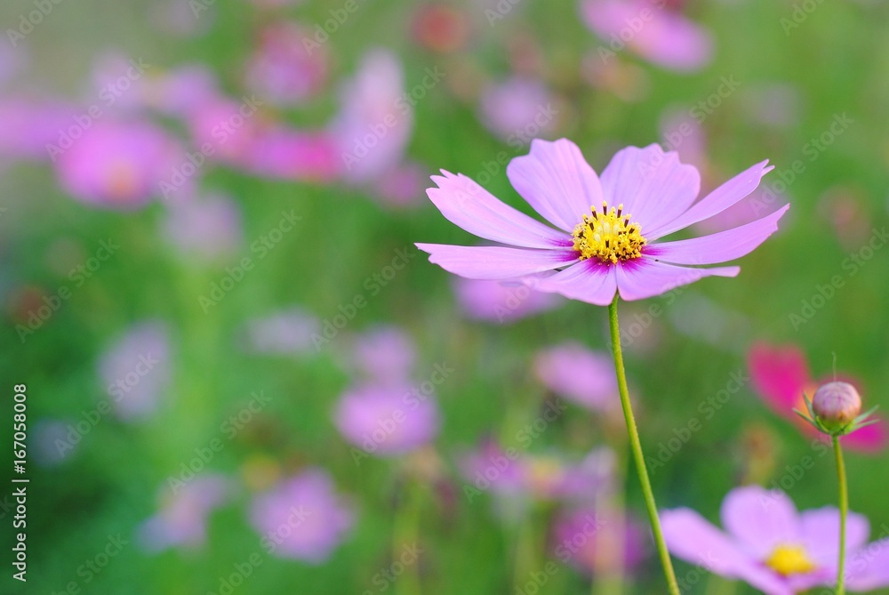 cosmos flowers pink color garden background nature wallpaper blossom blooming colorful meadow wall plant vintage sunlight botany light
cosmos flowers pink color garden background nature wallpaper blossom blooming colorful meadow wall plant vintage sunlight botany light
