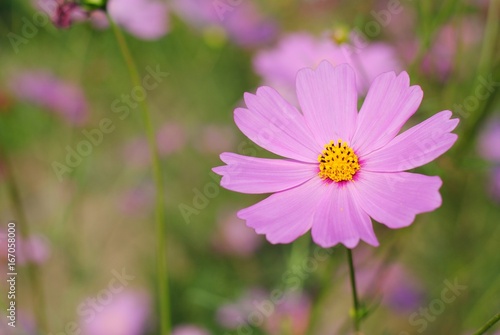 cosmos flowers pink color garden background nature wallpaper blossom blooming colorful meadow wall plant vintage sunlight botany light 