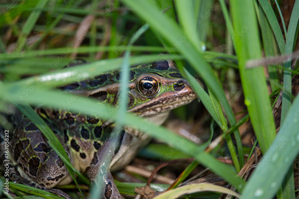 Fototapeta premium A northern leopard frog peeks between blades of grass.